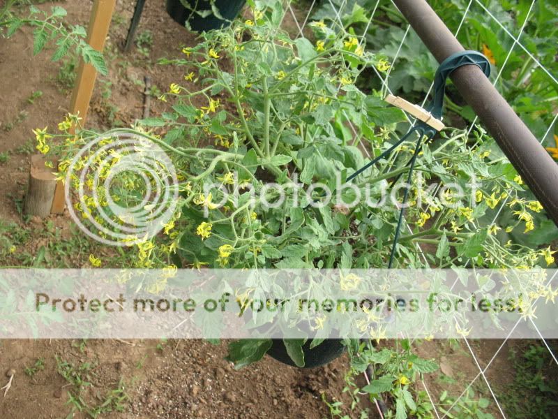  photo TumblingTomatoes001.jpg